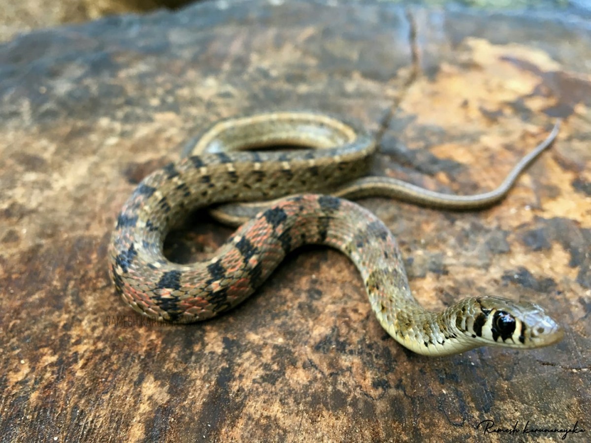 Amphiesma stolatum Linnaeus, 1758